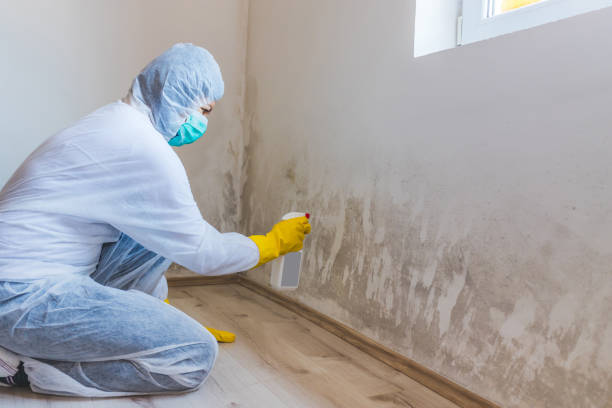 Licensed Basement Mold Removal service in Shady Side, MD - WQB Mold Removal