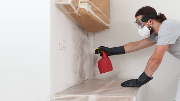 Professional Basement Mold Removal technician working in Shady Side, MD